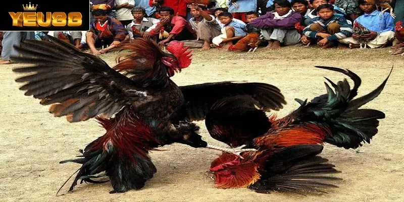 Tìm hiểu thông tin chung về sân chơi đá gà C1